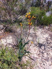 Anigozanthos pulcherrimus