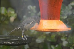 Anthornis melanura