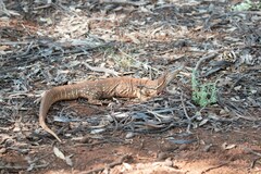 Varanus gouldii