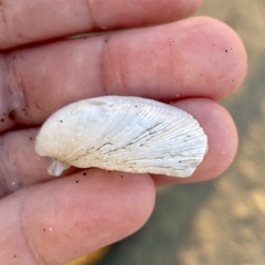 Platyodon cancellatus