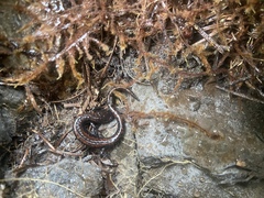 Batrachoseps wrighti