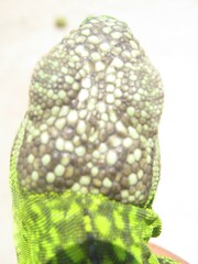 Iguanidae