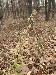 Solidago petiolaris