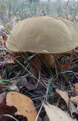 Xerocomus subtomentosus