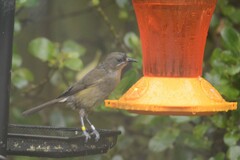 Anthornis melanura