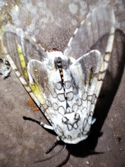Hypercompe scribonia