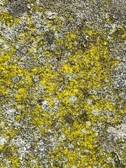 Flavoplaca