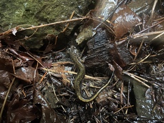 Plethodon dunni
