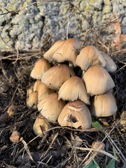 Coprinellus