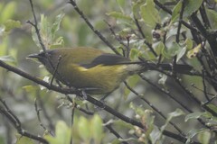 Anthornis melanura