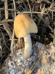 Coprinellus