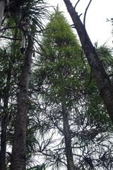Pandanus mangokensis