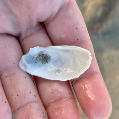 Platyodon cancellatus