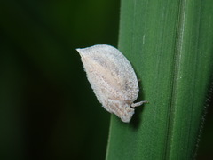 Mimophantia maritima