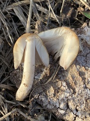 Coprinellus