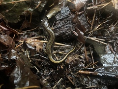Plethodon dunni