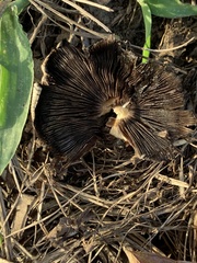 Coprinellus