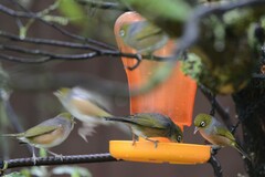 Zosterops lateralis lateralis