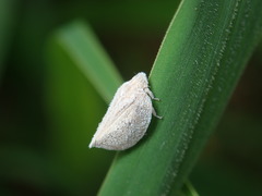 Mimophantia maritima