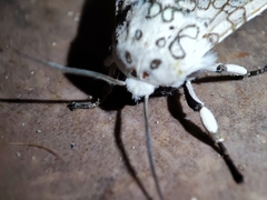 Hypercompe scribonia