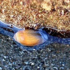 Neogastropoda