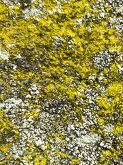 Flavoplaca
