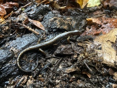 Plethodon dunni