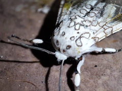 Hypercompe scribonia