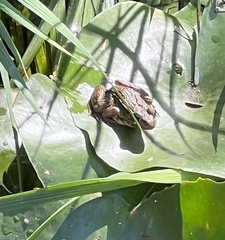 Lithobates yavapaiensis