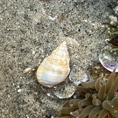 Buccinoidea