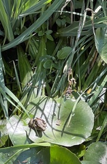 Lithobates yavapaiensis