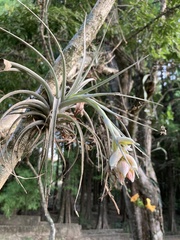 Tillandsia pohliana
