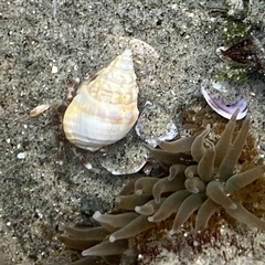 Buccinoidea