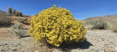 Gutierrezia sarothrae