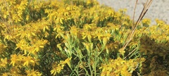Gutierrezia sarothrae
