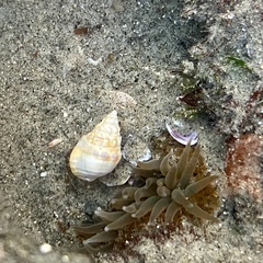 Buccinoidea