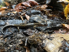 Plethodon dunni