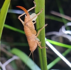 Cooloolagraecia wallum