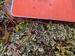 Peltigera hymenina