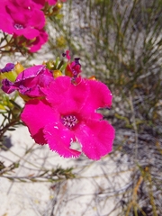 Pileanthus filifolius