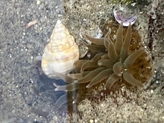 Buccinoidea