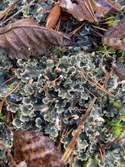 Peltigera hymenina