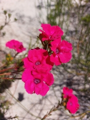 Pileanthus filifolius
