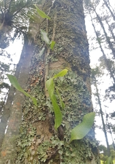 Microsorum pustulatum