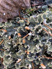 Peltigera hymenina