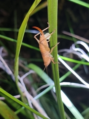 Cooloolagraecia wallum