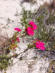 Pileanthus filifolius