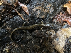 Plethodon dunni