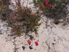 Pileanthus filifolius