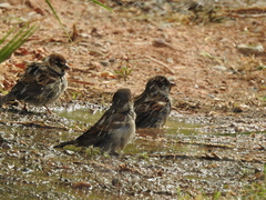 Passer hispaniolensis